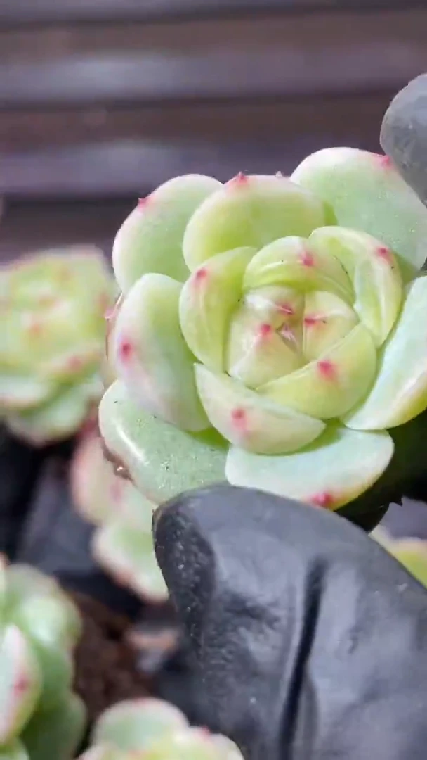 37-2 爱心新珍妮2-3厘米量拍发一颗