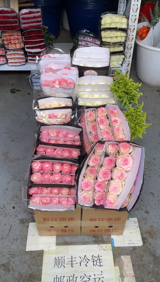 凯瑟琳2扎+戴安娜2扎+霓裳2扎+洛神2扎+骄傲2扎+黄莺2扎