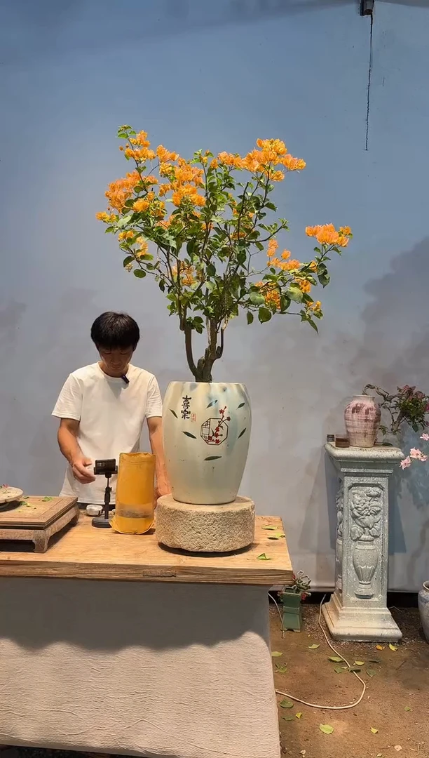 全部花朵“**”三角梅11