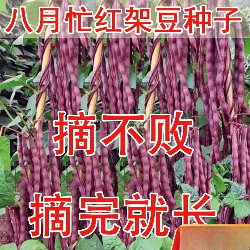 西藏新疆包邮八月忙豆角种子冻死鬼耐寒耐热高产无筋四季豆厂家源
