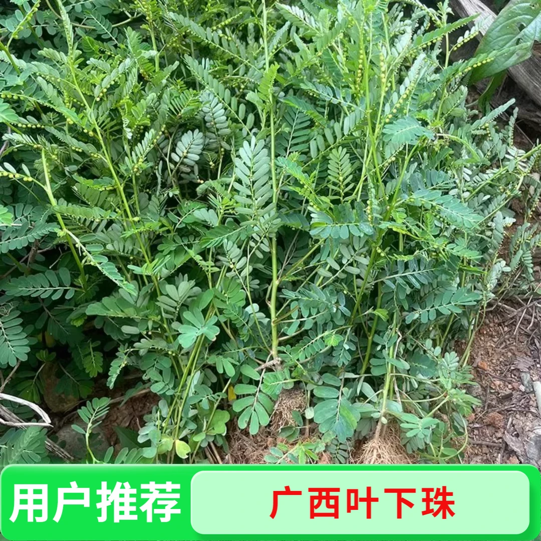 叶下珠 新晒珍珠草 养生茶养 广西野生干货龙珠草珠仔草全草带根