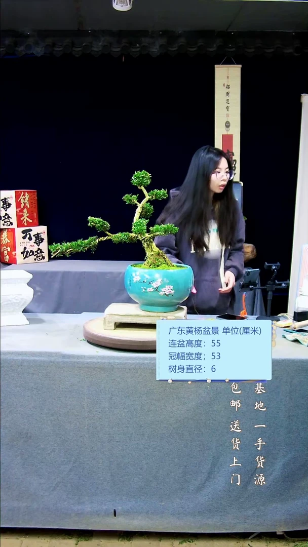 【闪购商品】黄杨盆景黄杨盆景