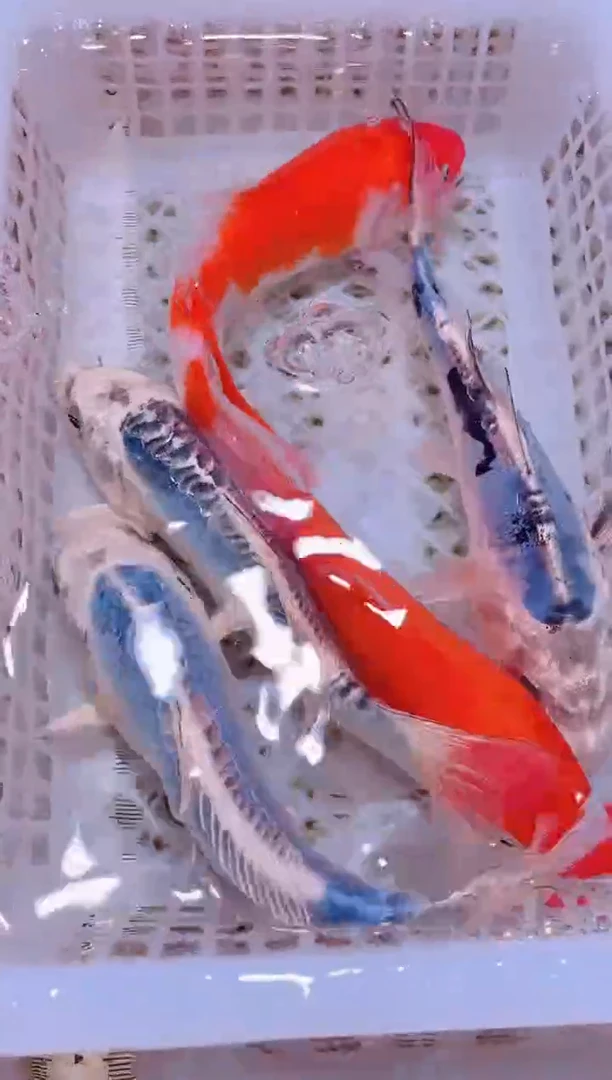 锦鲤冷水观赏鱼全场包邮35