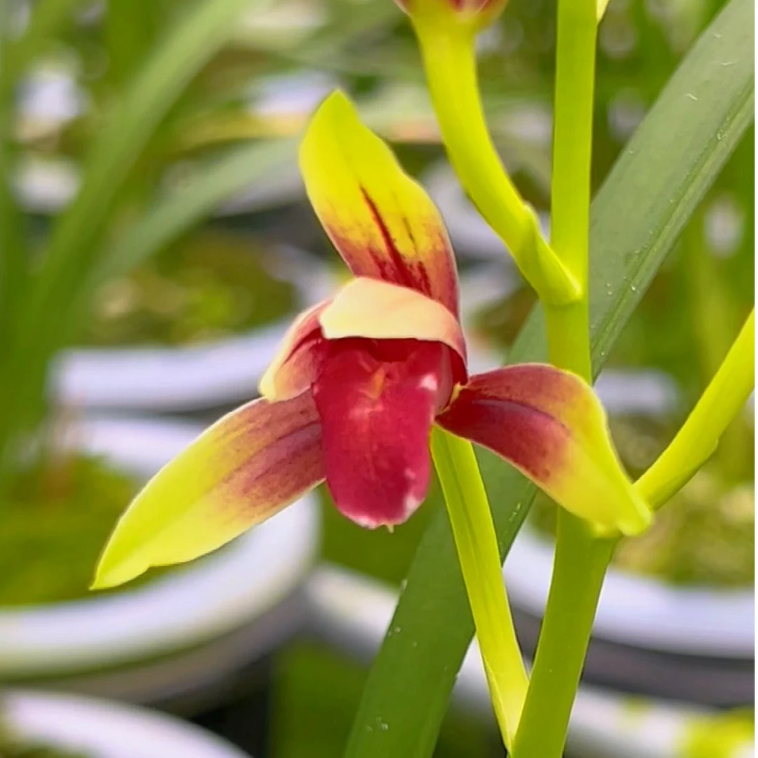 直播一物一拍 正品国兰 售后三个月 终身包对版