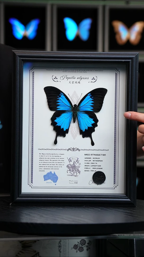 天堂凤蝶虫逢艺术款10寸