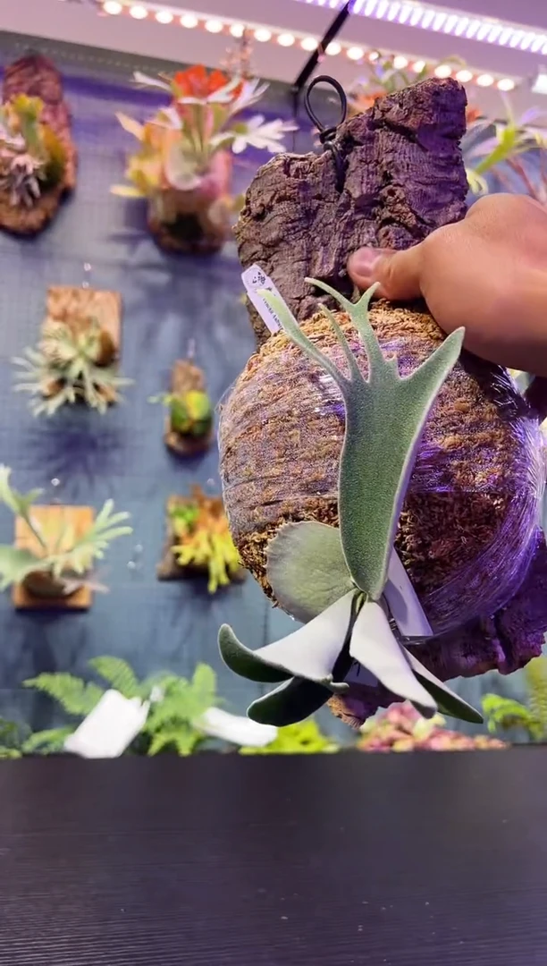 完全开放板植59 鹿王