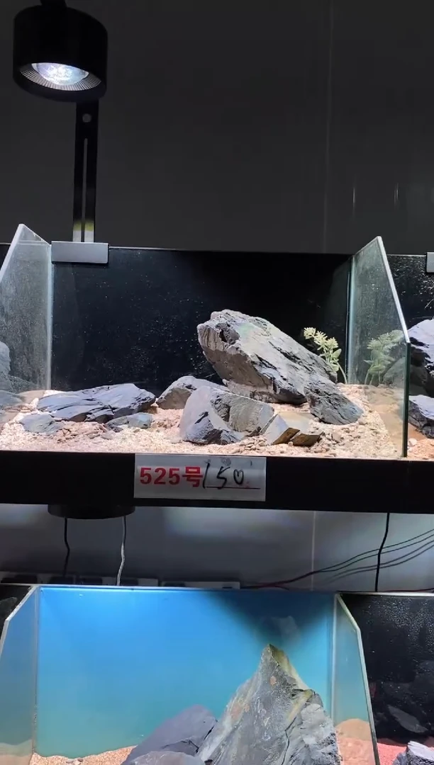 525号鱼缸造景（不含底砂）
