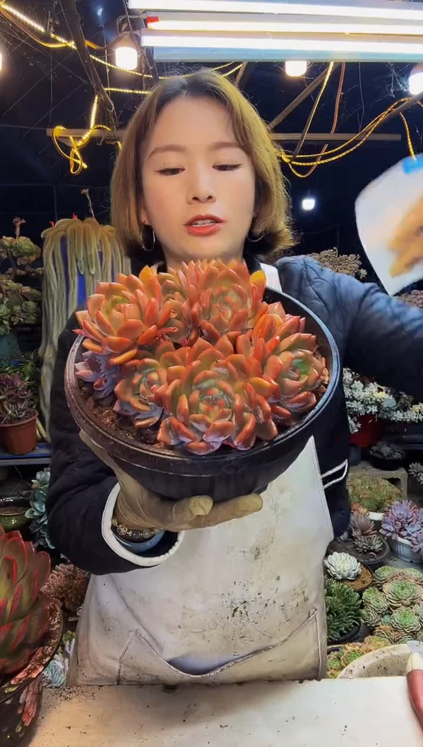 24号一物一拍脱土包邮