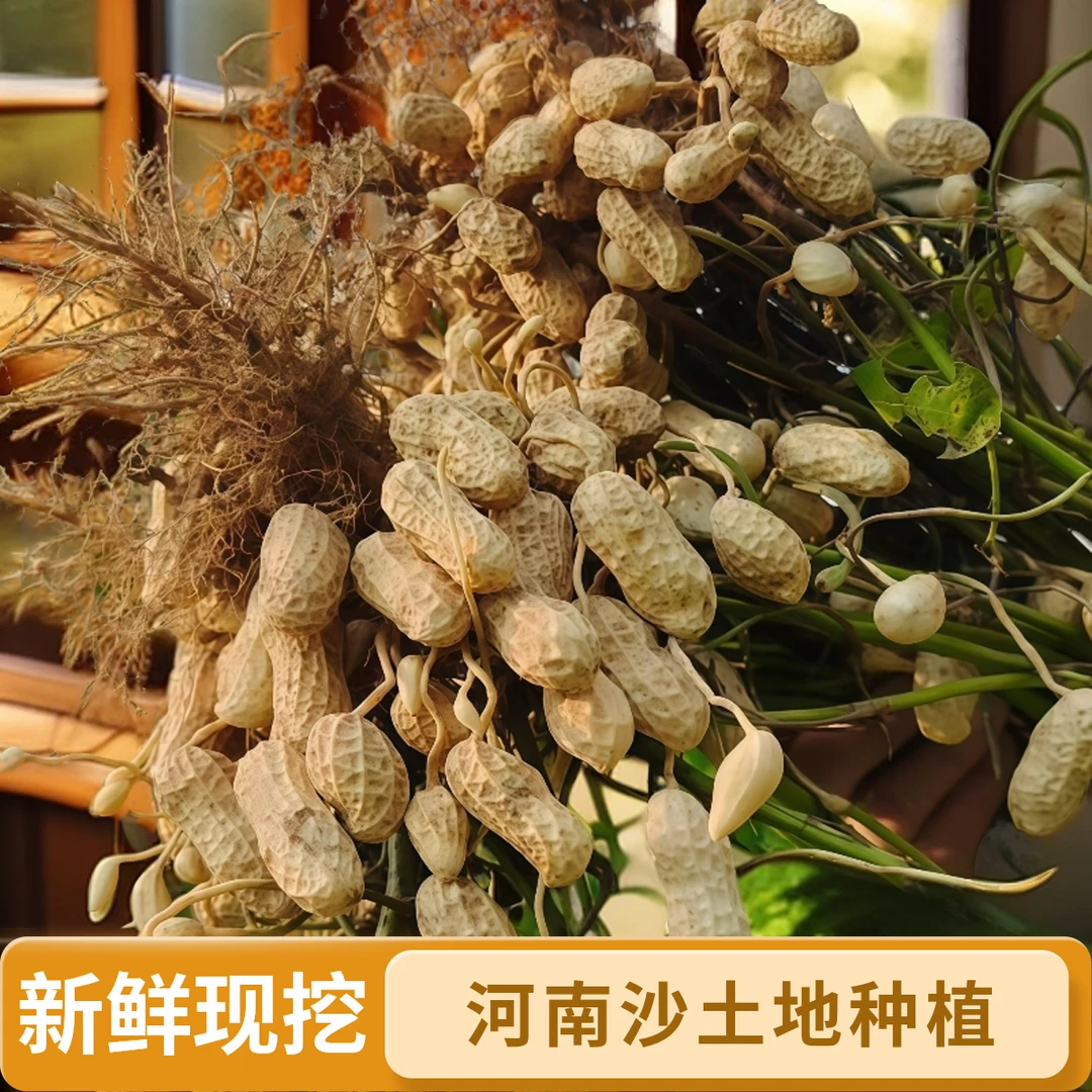河南沙土地新鲜现挖带壳粉皮湿花生农家自种可水煮可生吃软糯香甜