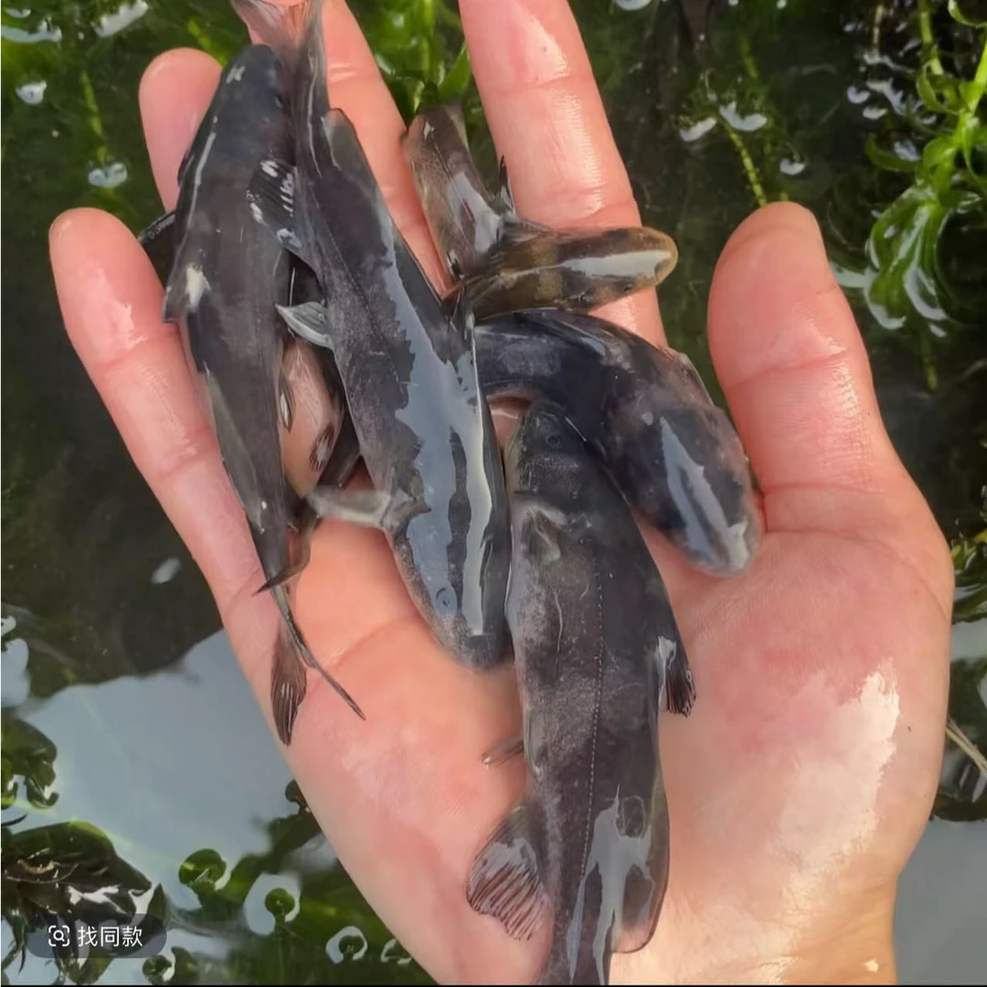 江团鱼 淡水养殖 四川眉山发货