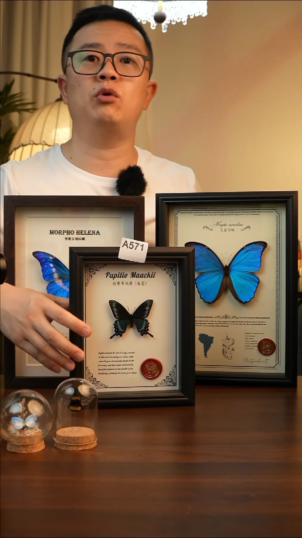 绿带翠凤蝶真蝴蝶标本A571