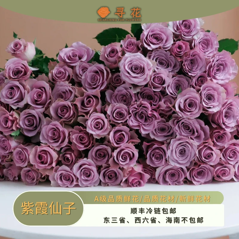 紫霞仙子-A级单头玫瑰-云南鲜切玫瑰花-云南昆明斗南基地直发鲜花