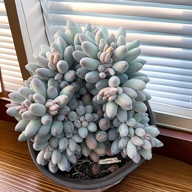 婴儿手指脱土  多肉植物室内绿植净化空气