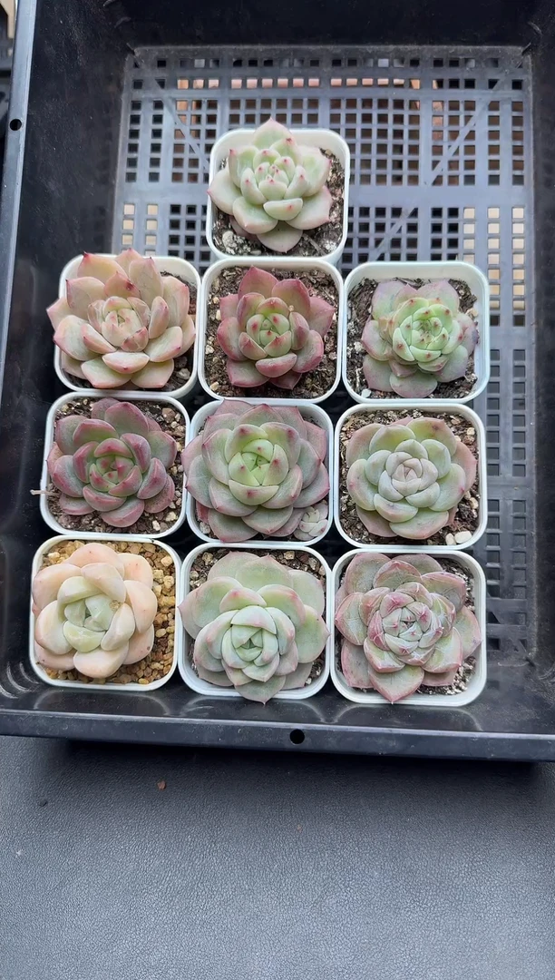珍妮杂交多肉C11
