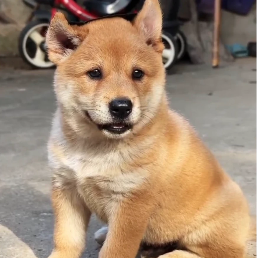 中华田园犬幼犬活体宠物看家护院陪伴土猎土松犬