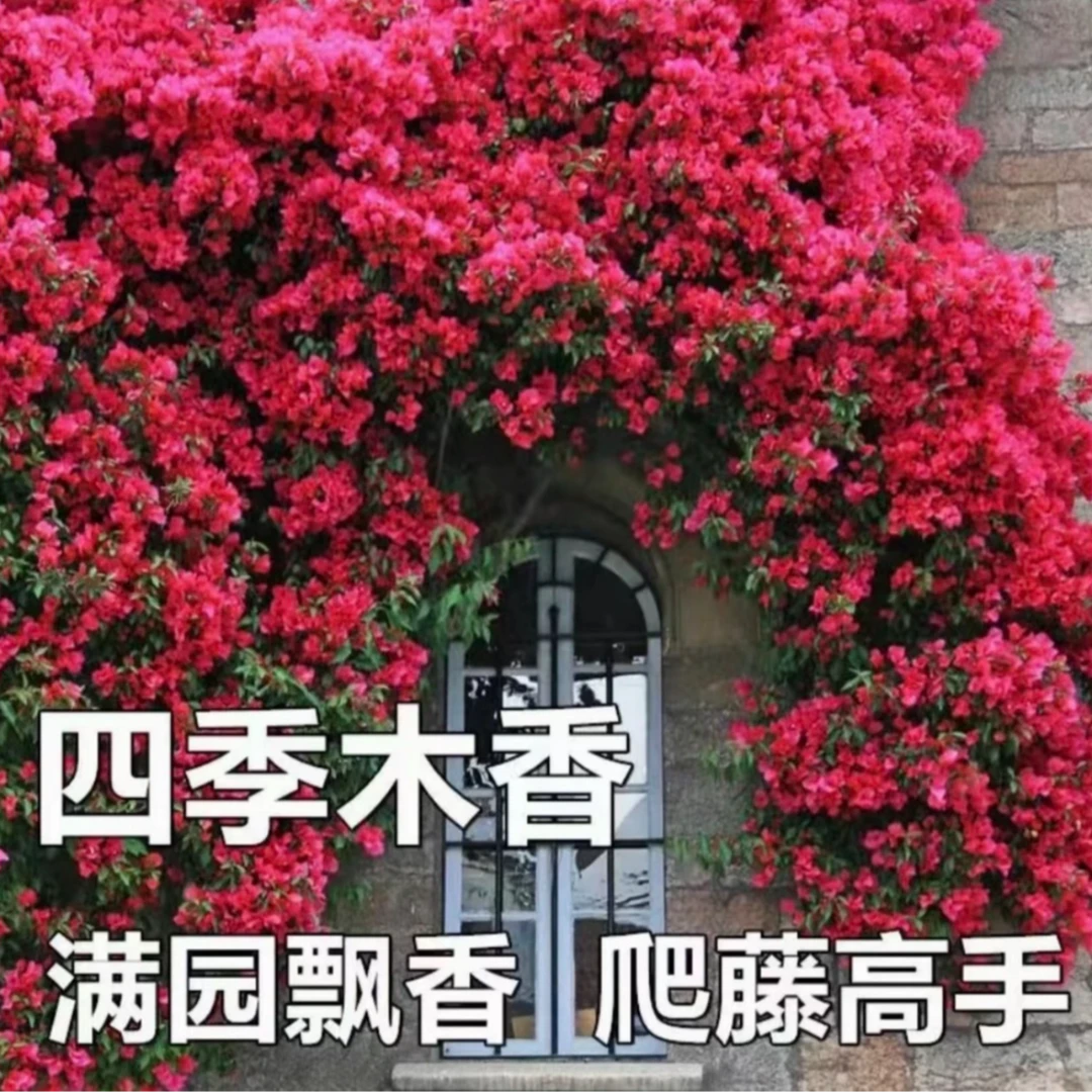 红木香种子四季开花小院室内花卉盆栽月季种子