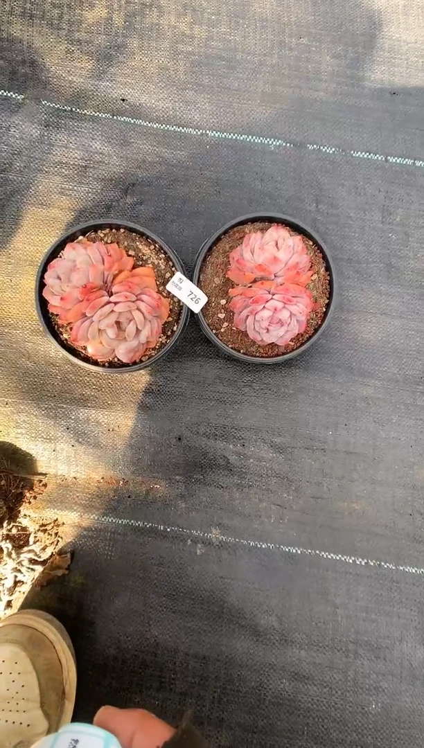 【闪购商品】726梦露两棵一物一拍