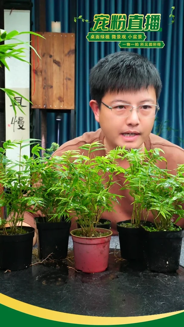 无花朵米竹素材2盆