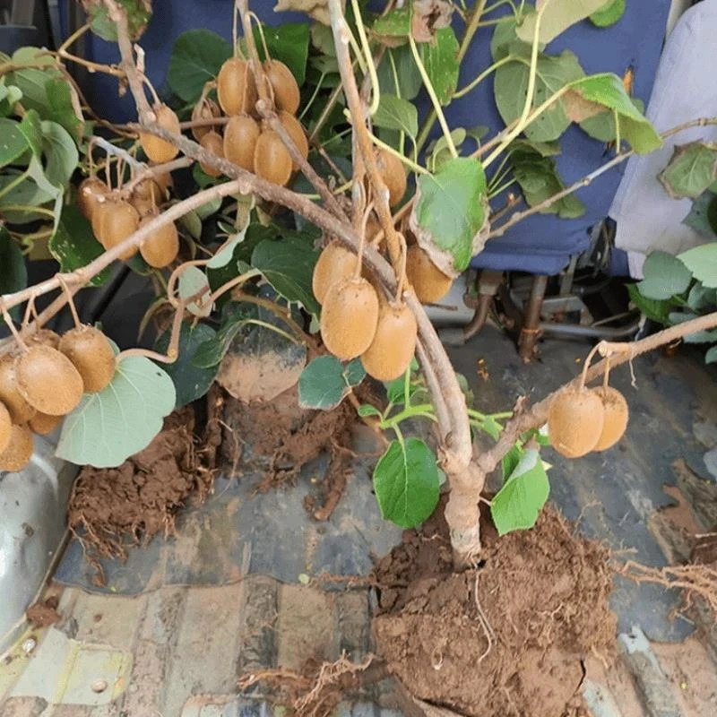 红心猕猴桃树果苗当年结果奇异果南北方种软枣猕猴桃苗原盆果树苗