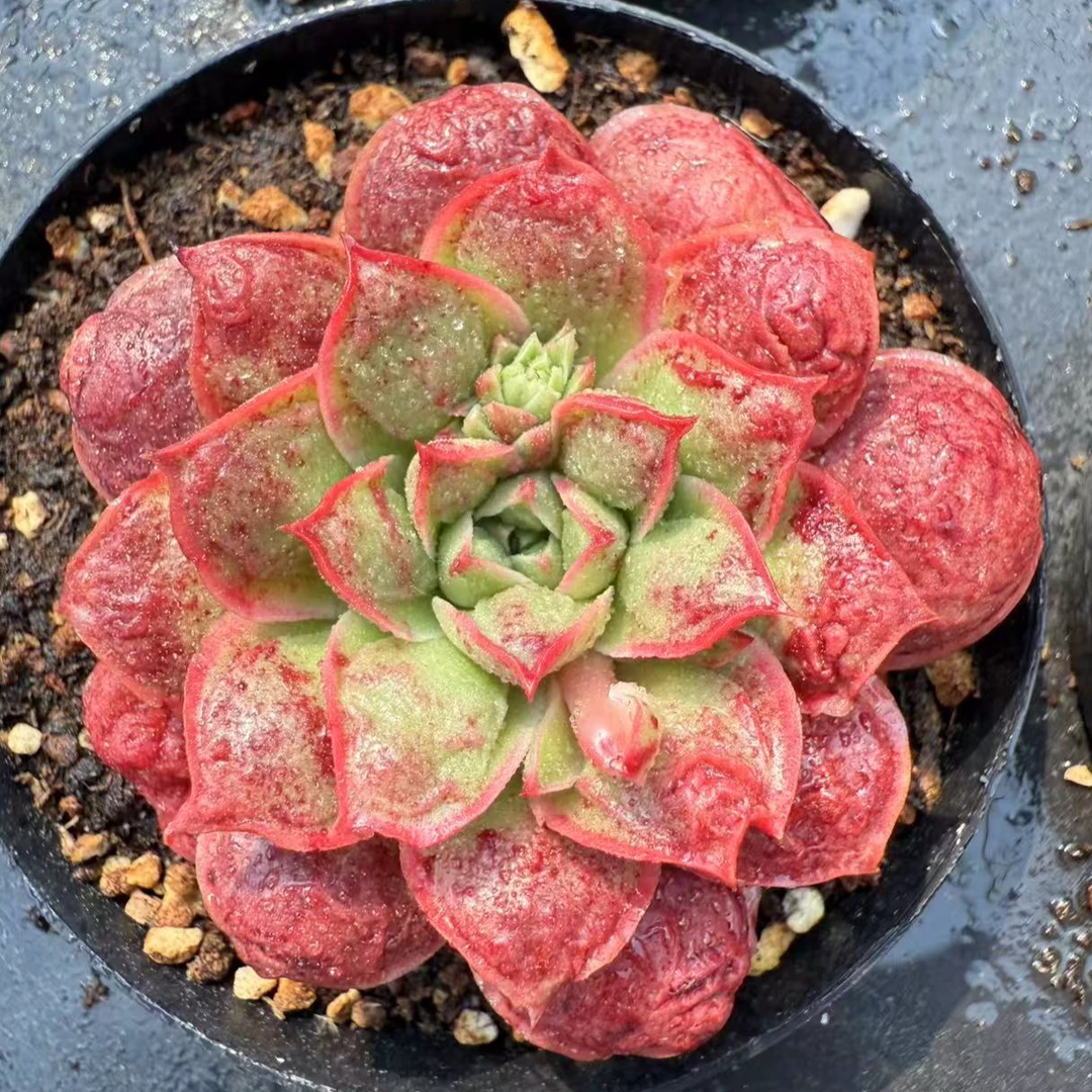 瘤子罗西玛单头（4.cm）脱土金先生精品多肉