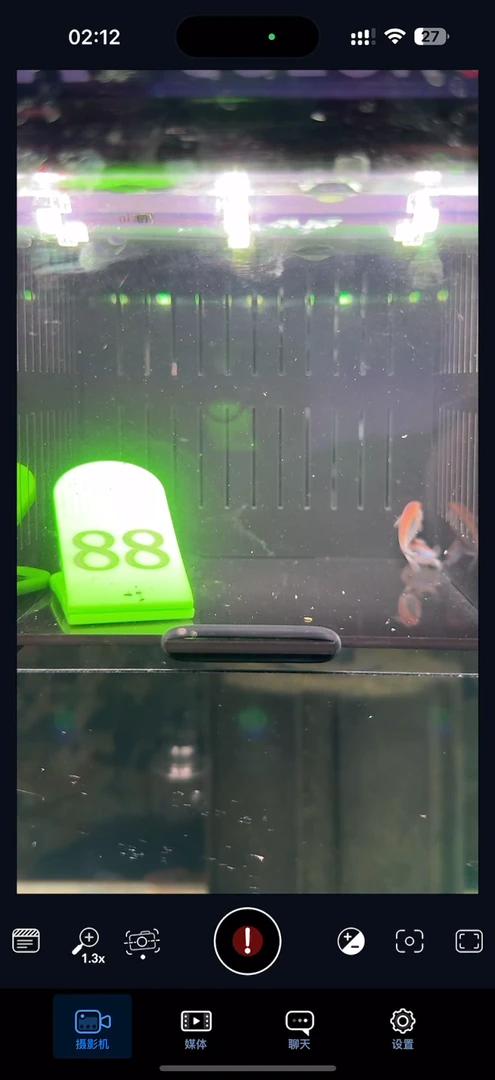 灯科鱼【88】新流域彩虹魔鬼两条