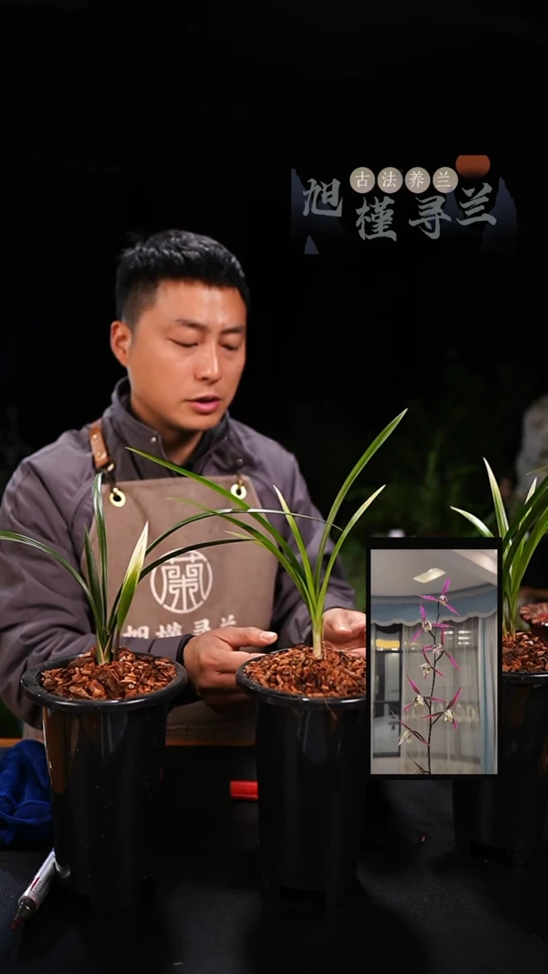 当前无花栽培后可以开花鸿**梯寒兰三世冠（龙头苗带芽）