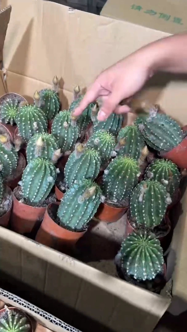 阿尔特娜【带根】不指定带花苞