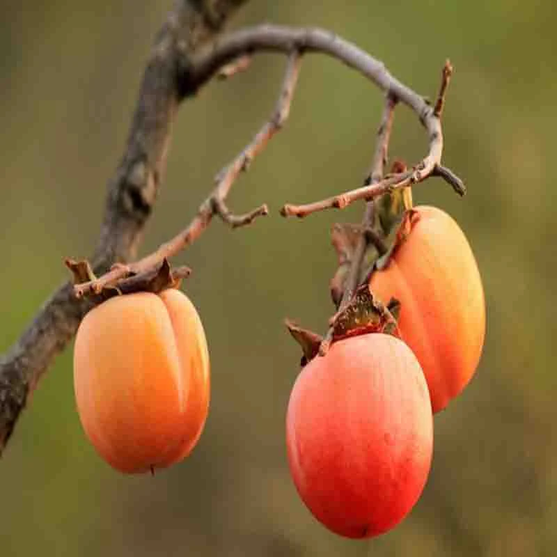 柿子盒装480g/盒