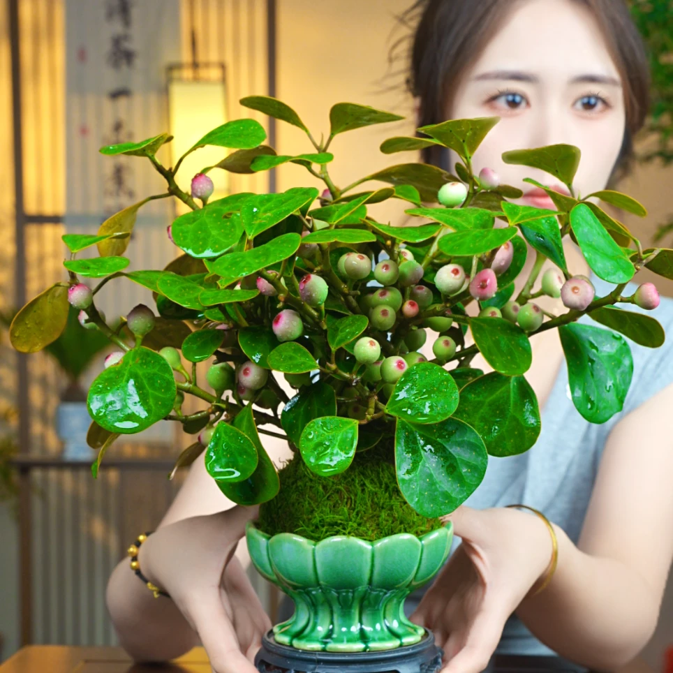 （带果)小盼菩提树植物盆栽好养室内书房办公室绿植新中式茶桌盆栽