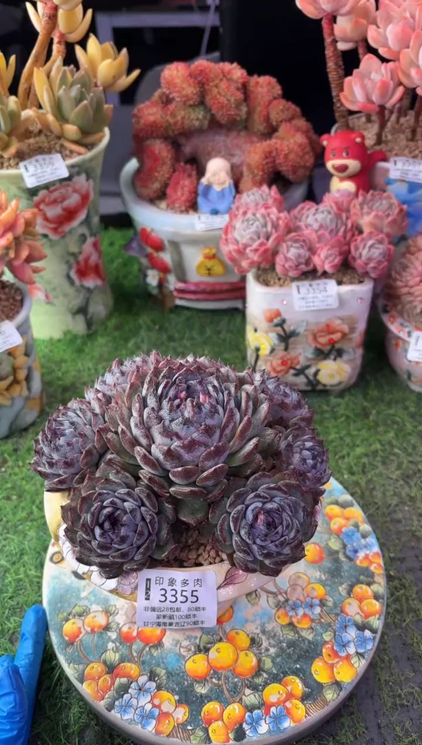 昆明印象多肉3355