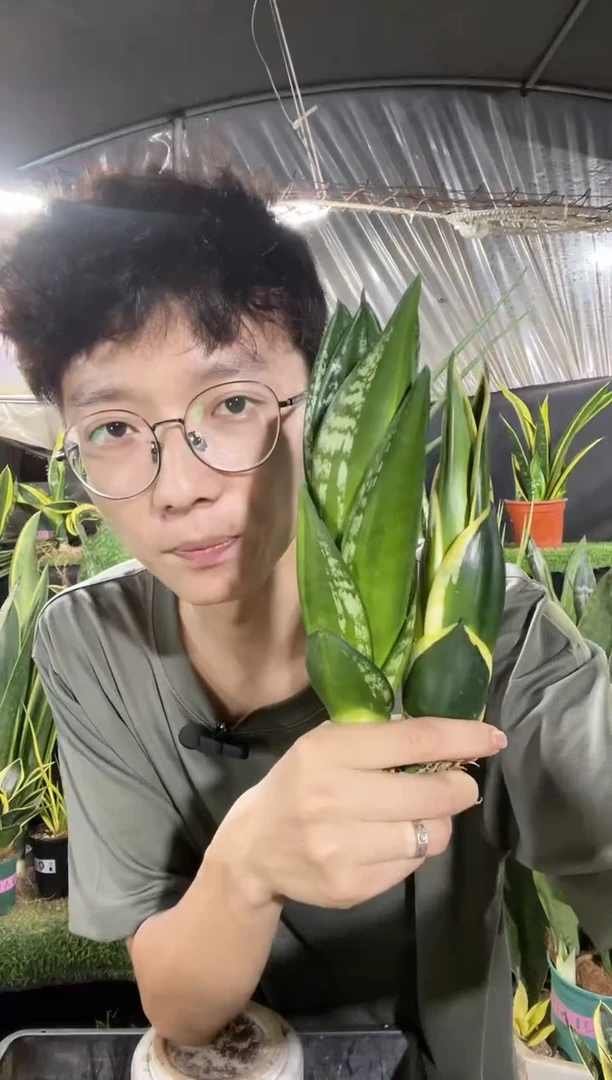 筒状星空+筒状荷花裸根