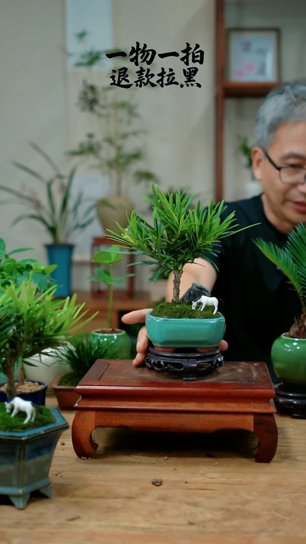完全开放深**年648罗汉松