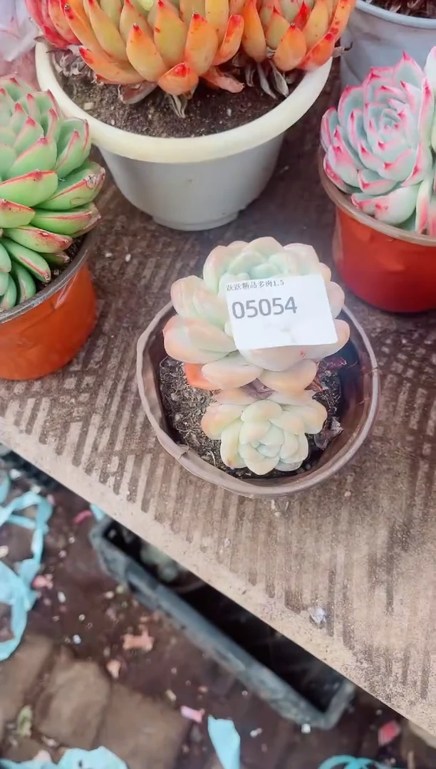 ^****^跃跃精品多肉05054