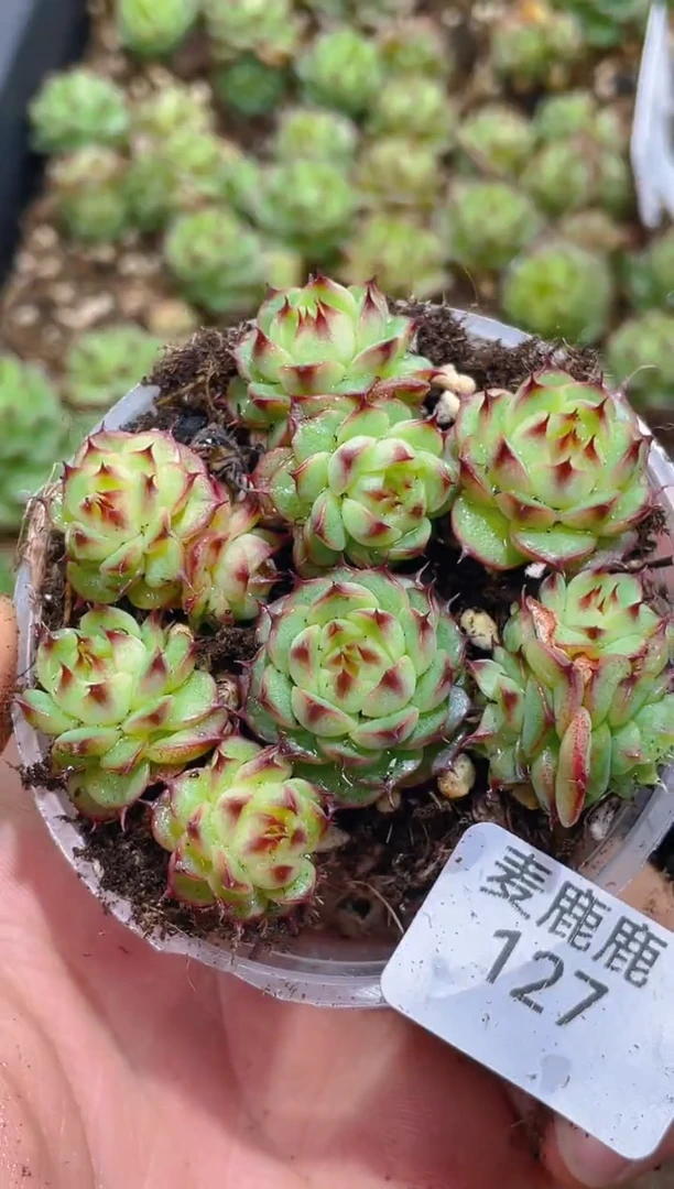 127乌晶珍妮      量拍