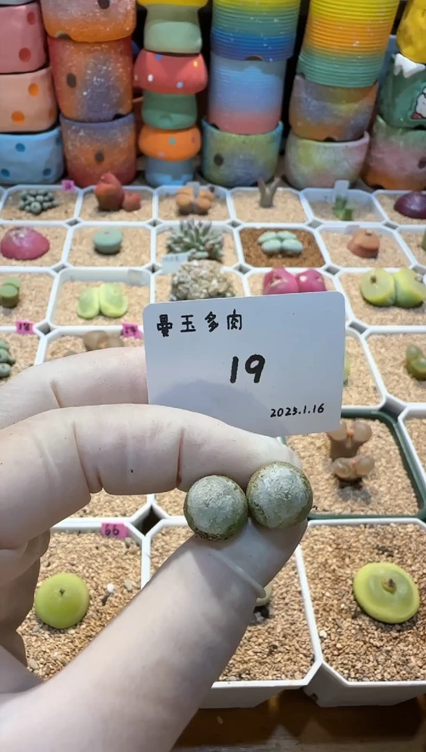 【闪购商品】25.1.16-19