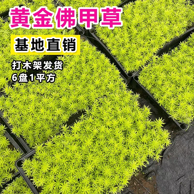 黄金佛甲草地坪花草矮生花园布造景花镜四季观叶盆栽庭院假山屋顶