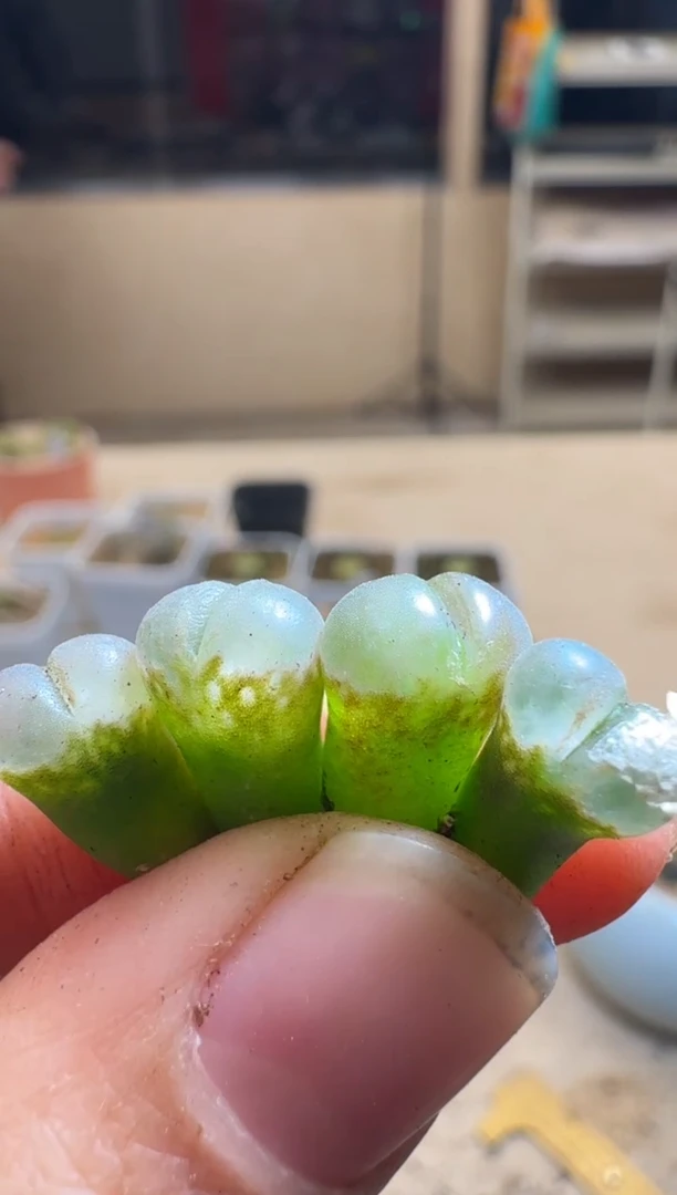 【闪购商品】1/24-272