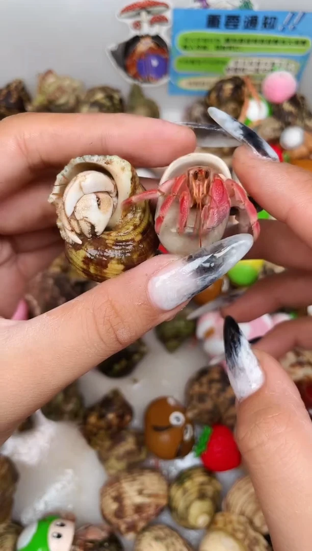 陌派甄选寄居蟹4151