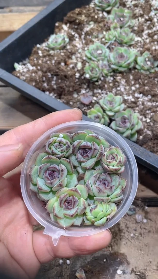 113堕天使       量拍