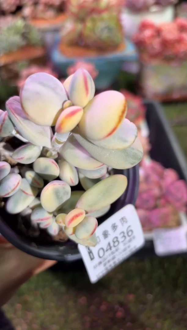 【闪购商品】04836