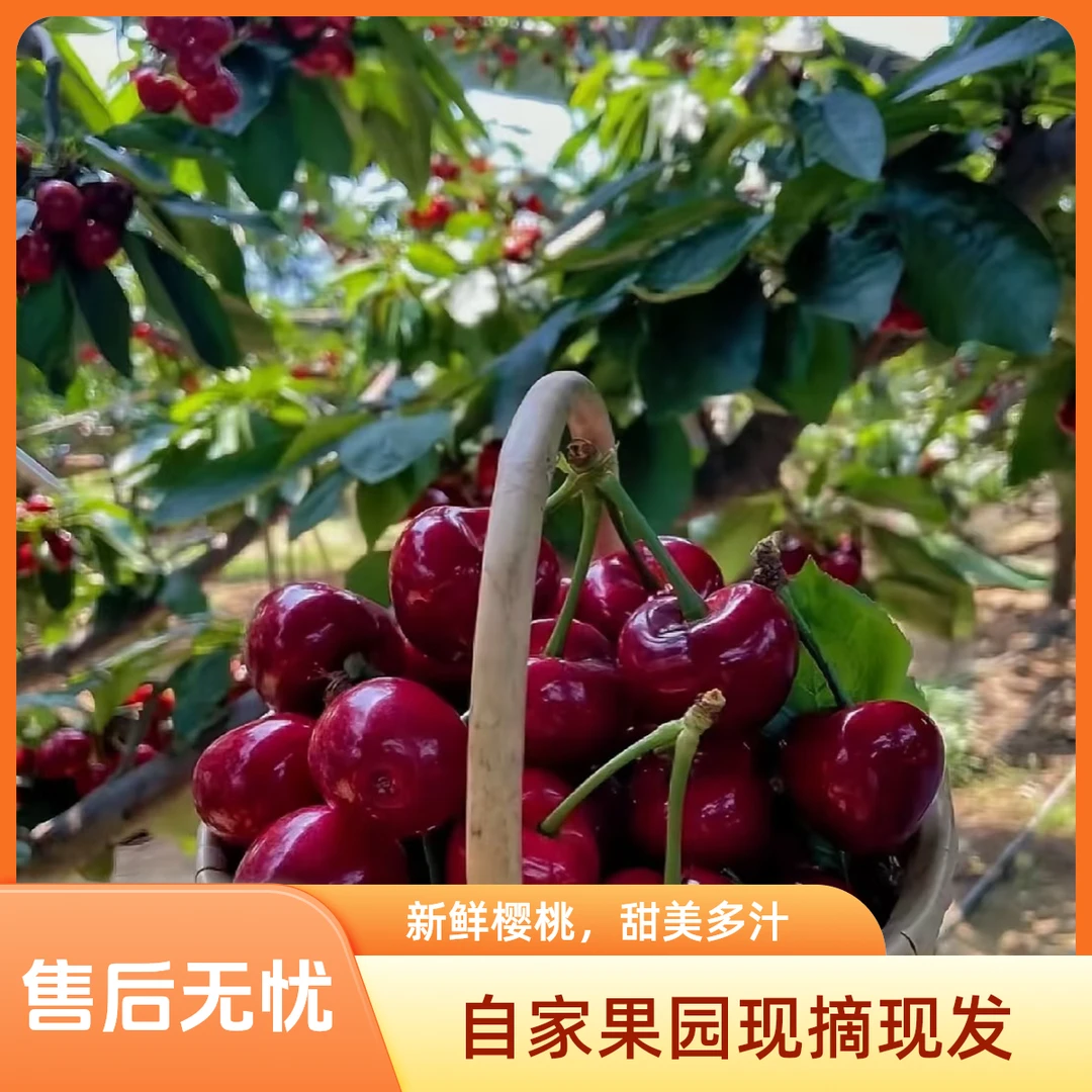【礼盒装】四川汉源基地直采R套袋车厘子5斤礼盒装其他品种四川省