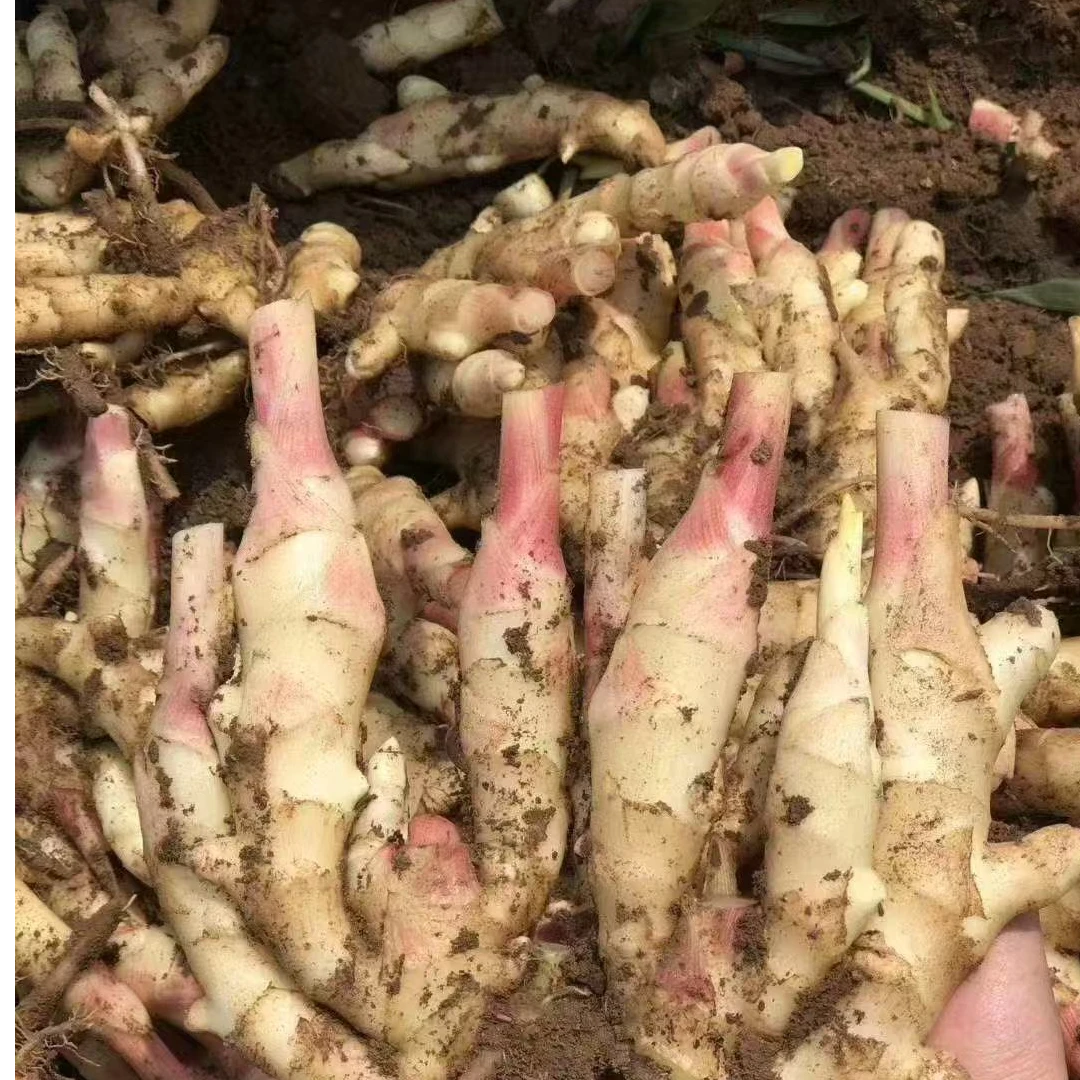 广西农家种植现摘现发新鲜红芽嫩姜3斤/5斤