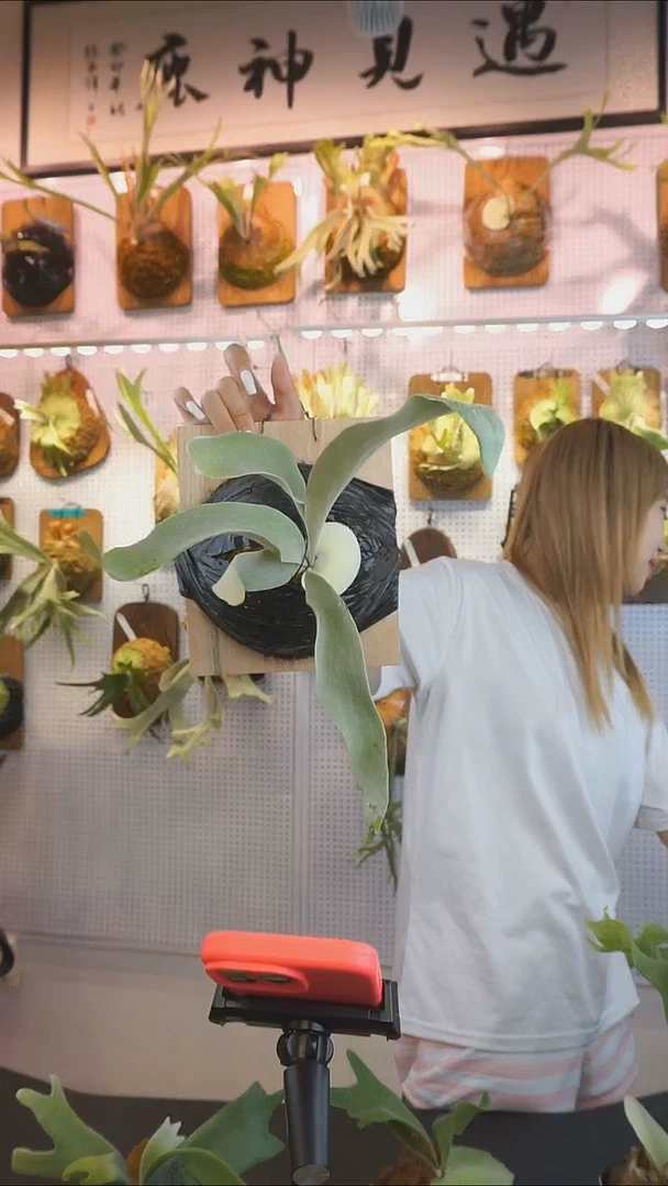 无花朵白色恋人 超优惠