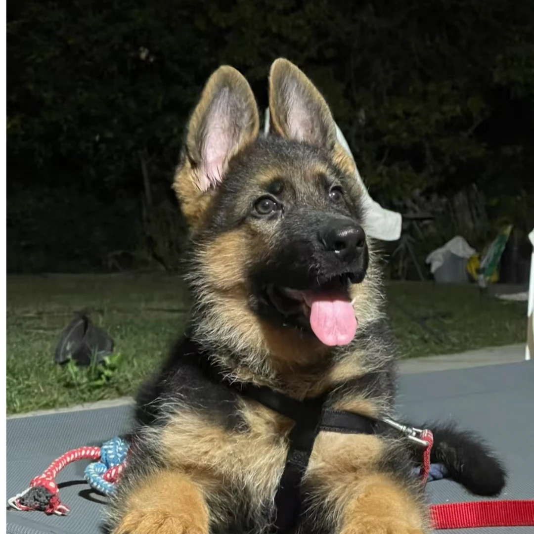 宠之良品--德国牧羊犬看家护院训练伴侣犬
