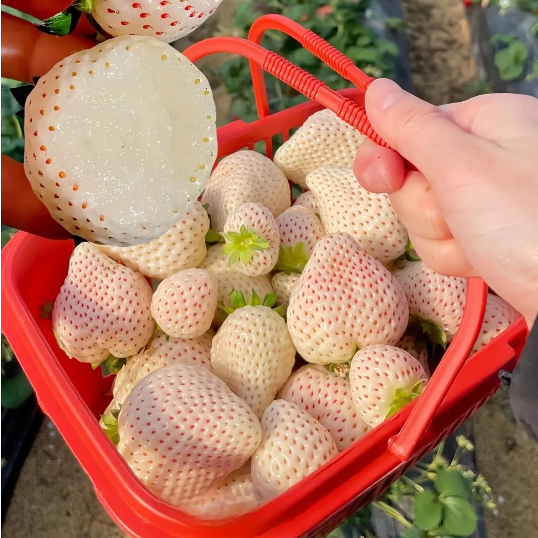 【买满50元包邮】山东白草莓一斤装  （奶香质地，冰淇淋口感）淡雪草莓