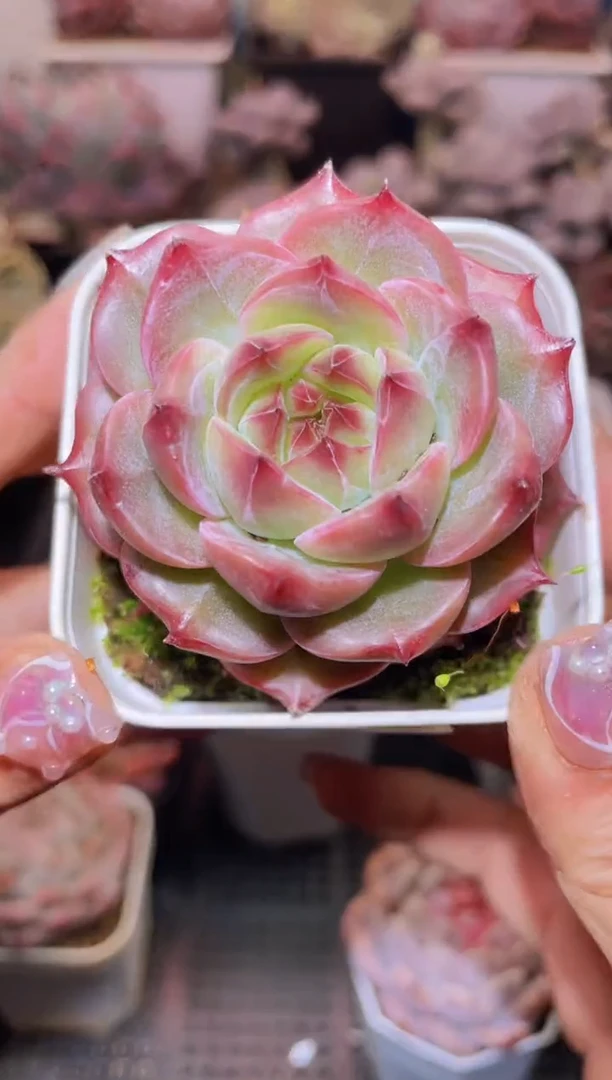 【闪购商品】475蔚蓝多肉