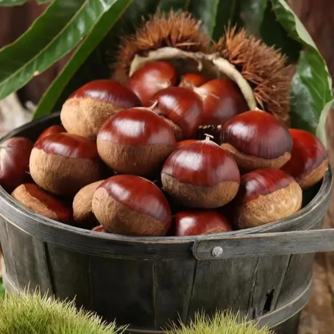 云南高山农家老品种板栗颗颗饱满浓郁栗香
