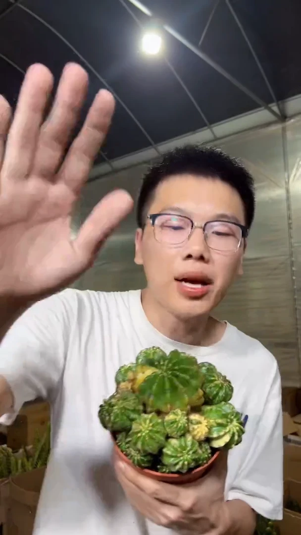 大豪丸 自然锦【带根】