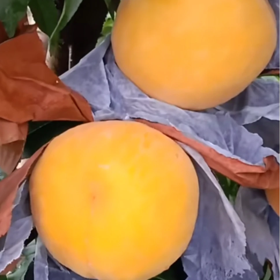 黄金刚桃树苗一年果树果苗