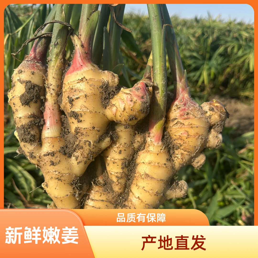 新鲜生姜临泉虎头姜带泥大黄姜可炒菜腌制姜茶的嫩姜